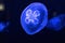 Background of beautiful blue neon jellyfish. Aquarium