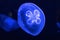 Background of beautiful blue neon jellyfish. Aquarium