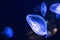 Background of beautiful blue neon jellyfish. Aquarium