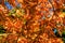 Background from beautiful golden autumn oak tree with red and yeloow leaves on a sunny day, against the blue sky.
