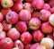 Background of beautiful mature apples freshly harvested in the o