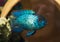 Background with beautiful turquoise aquarian small fish, Nannaca
