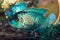 Background with beautiful turquoise aquarian small fish, Nannaca
