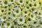 Background of beautiful white chrysanthemum closeup