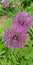 Background. Bee on the ornamental garlic flowers