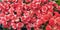 Background of begonia seedling flowers
