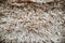 Background of beige fur. Long wool. The texture of the fur. Fur covering