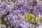 Background big beautiful tree of purple wisteria blossoms