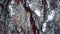 Background birch bark texture