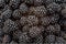 Background of blackberries