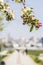 Background blooming apple trees and the seaside promenade in KadÄ±kÃ¶y