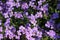 Background of blooming carpet of small lilac flowers. Close up.