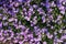 Background of blooming carpet of small lilac flowers. Close up.