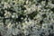 Background of blooming carpet of small white flowers. Close up.