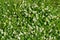 Background of blooming creeping white clover Latin Trifolium repens among green grass close-up