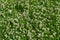 Background of blooming creeping white clover Latin Trifolium repens among green grass in summer