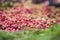 Background from blooming in the field Sedum hispanicum, soft focus
