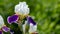 Background blooming flowers violet lilac iris grow in a flowerbed