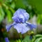 Background blooming flowers violet lilac iris grow in a flowerbed