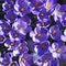Background of blooming lilac crocuses (saffron).