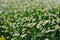 Background of a blooming meadow of pharmacy chamomile