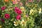 Background from blooming mini dahlia of variety Funny guys on a flower bed in autumn