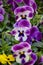 Background  of blooming pansy flowers. Flowerbed of multi-colored pansy flowers in the garden