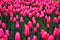 Background of blooming tulips. Carpet of tulips. Flower bed of tulips. Field of tulips.