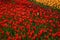 Background of blooming tulips. Carpet of tulips. Flower bed of tulips. Field of tulips.