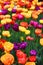 Background of blooming tulips. Carpet of tulips. Flower bed of tulips. Field of tulips.