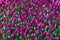 Background of blooming tulips. Carpet of tulips. Flower bed of tulips. Field of tulips.