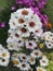 Background with blooming white tiny aster inflorescences.