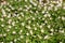 Background of blooming wood anemones in the forest