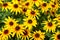 Background from the blossoming coneflower hairy Rudbeckia hirta L