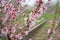 Background from blossoming pink peach branches.