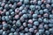 Background of blue blueberries