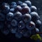 Background with blue grape, appetizing fresh blue bunch of grapes with water drops, berries close-up,