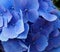 Background Of Blue Hydrangea Petals