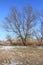 On the background of blue sky big tree in the reeds in winter