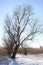 On the background of blue sky big tree in the reeds in winter, the dry grass is white snow