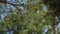 On the background of blue sky, branch, coniferous tree with cones swaying in the wind