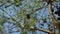 On the background of blue sky, branch, coniferous tree with cones swaying in the wind