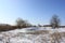 On the background of blue sky the trees in the reeds in winter