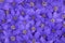 Background of blue-violet clematis flowers. Decorative carpet of beautiful flowers.Concept of scenery, wallpaper, cards, calendars