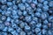 Background Blueberry. completely closed screensaver. Blue berries. Natural