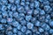 Background Blueberry. completely closed screensaver. Blue berries. Natural