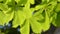 Background blur bright leaves of chestnut