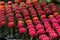 Background blur Cactus Gymnocalycium mihanovichii f. Variegata many colorfull orange,red,pink,yellow.