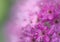 Background blur macro Spiraea Bullata Japanese varieties