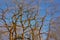 Background of blurred bare tree branches against blue sky